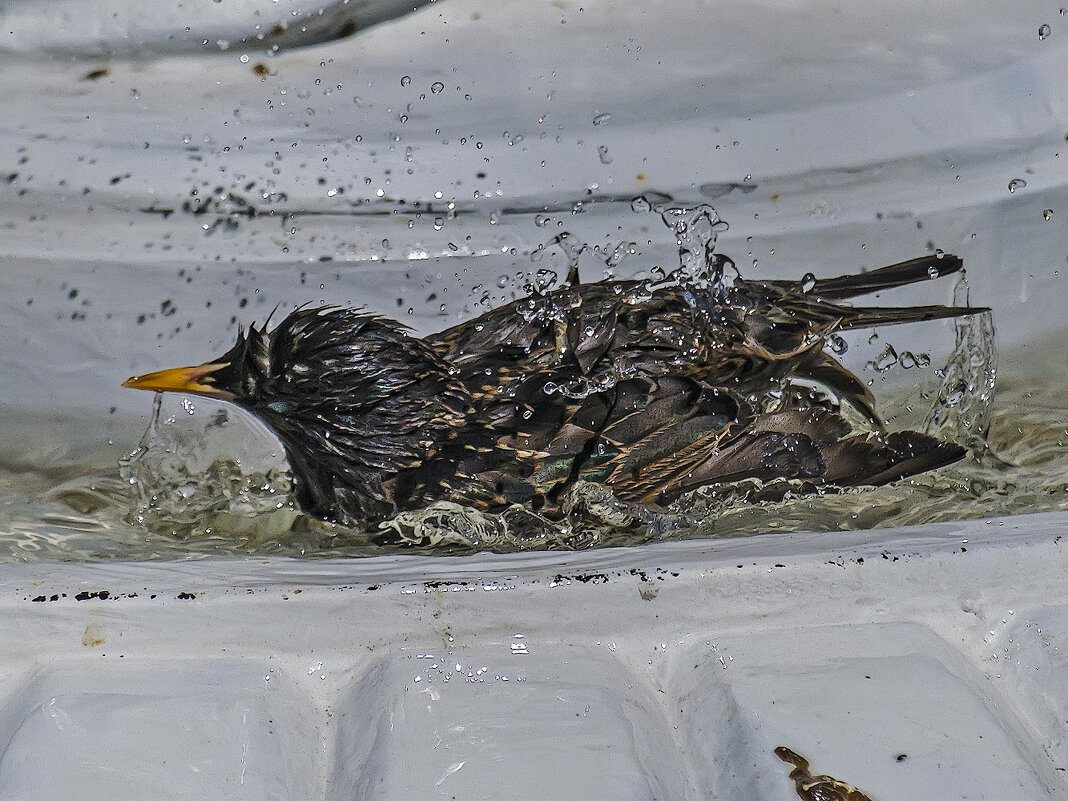 Заплыв. - Александр 