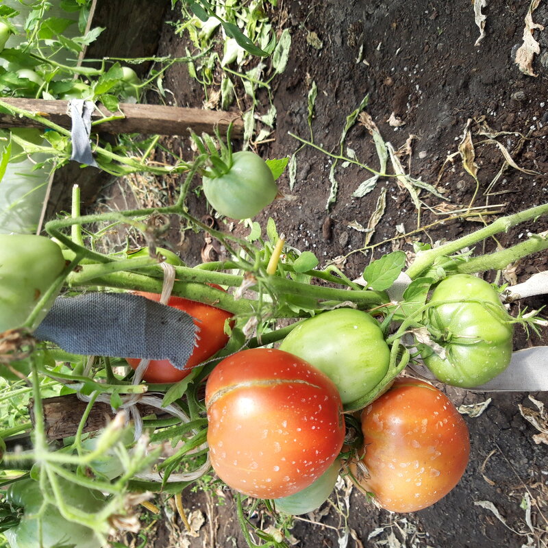 Лето. - Венера Чуйкова Лето. - Венера Чуйкова