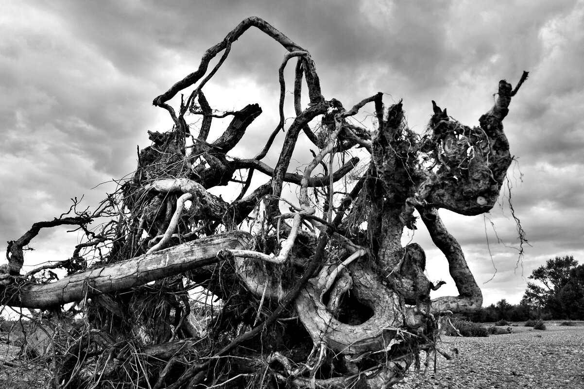 природная композиция в духе современного искусства) - Aндрей Антонов природная композиция в духе современного искусства) - Aндрей Антонов