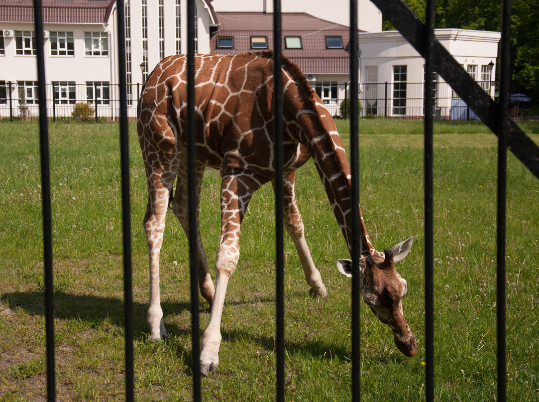 Калининград. Зоопарк - Андрей 