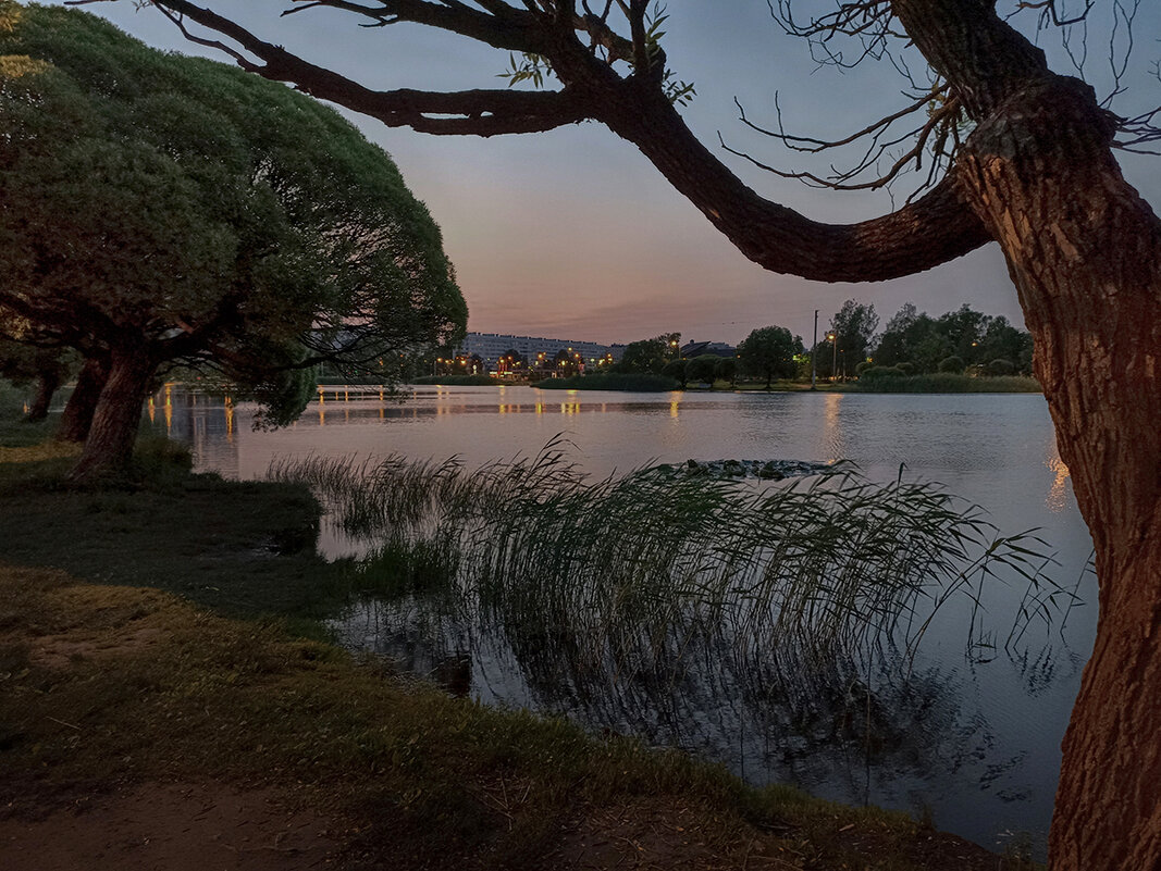 Белые ночи Санкт Петербурга. - Лилия * Белые ночи Санкт Петербурга. - Лилия *