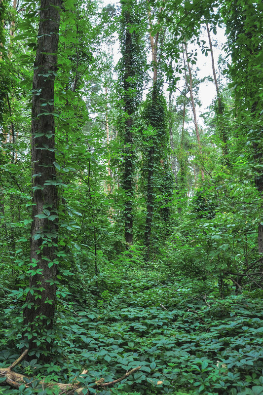 Почти джунгли - Татьяна Машошина