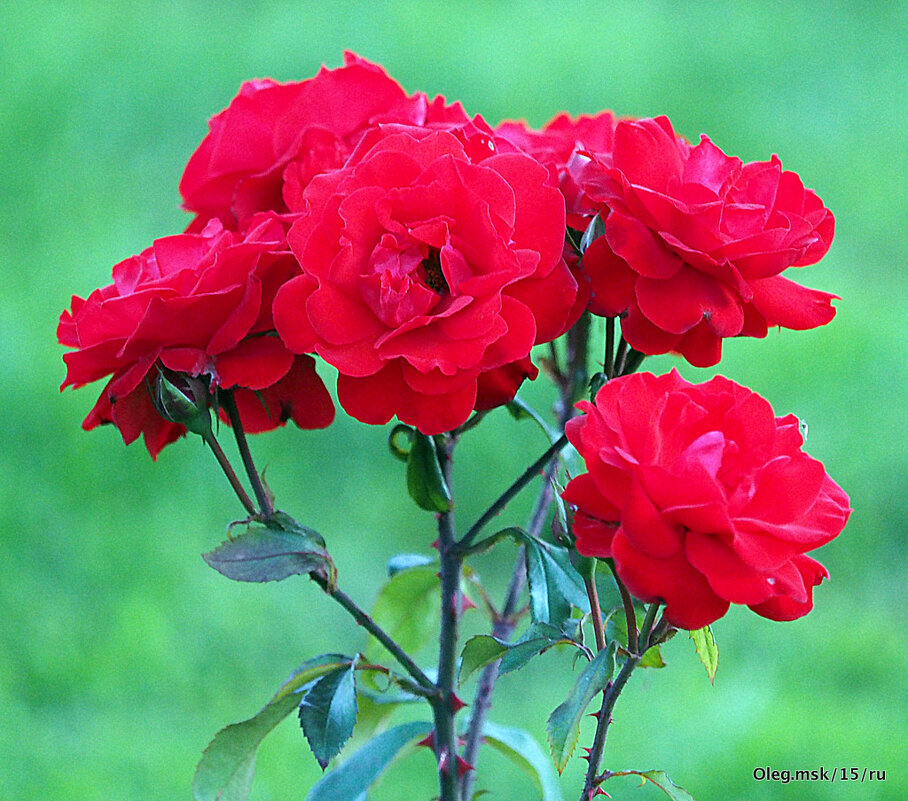 они на радость нам даны - Олег Лукьянов