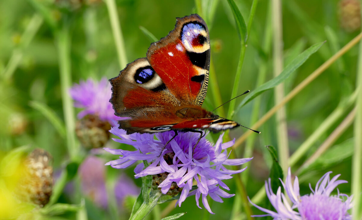 из снятого 1 августа 28 - Александр Прокудин из снятого 1 августа 28 - Александр Прокудин