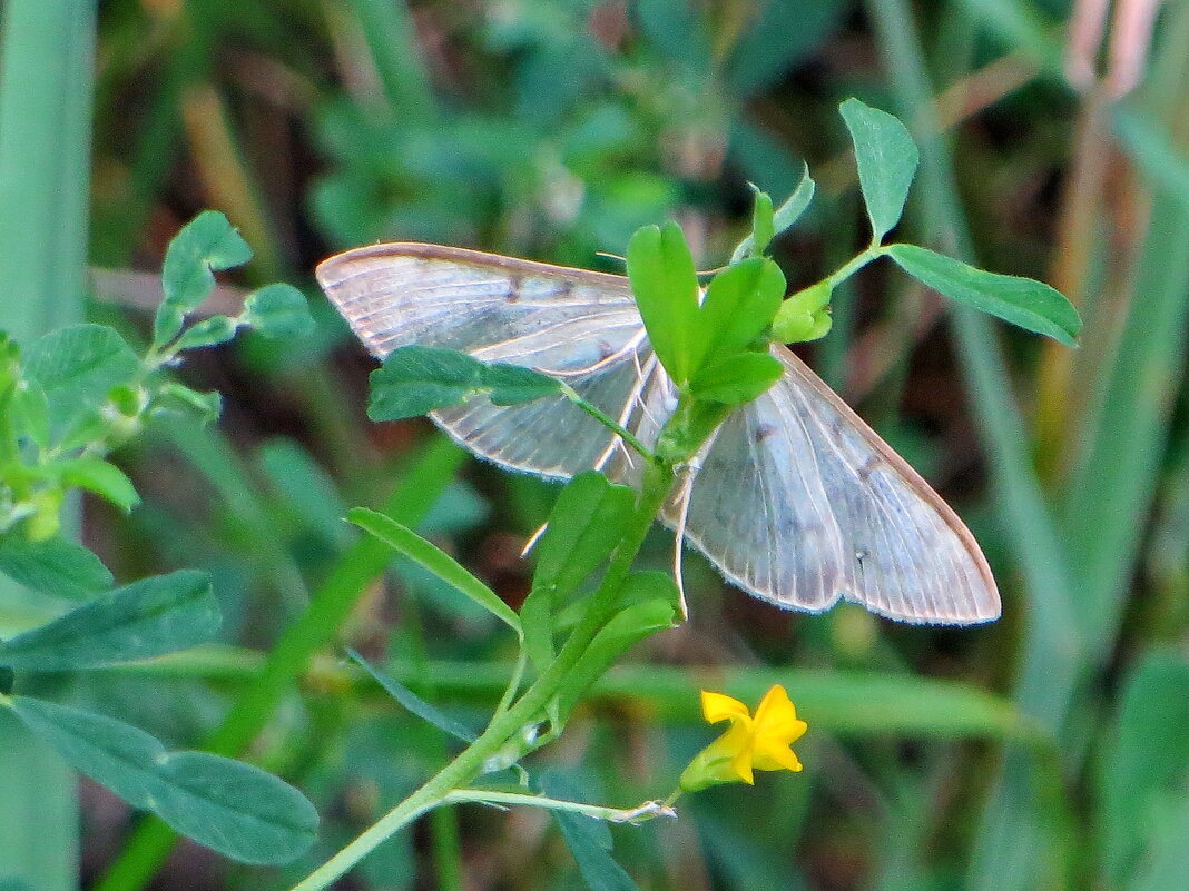Огневка крапивная - Александр Чеботарь