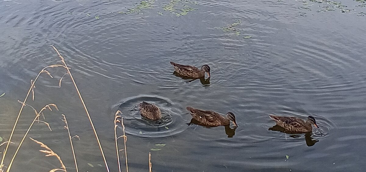 Серые утки - Сапсан 