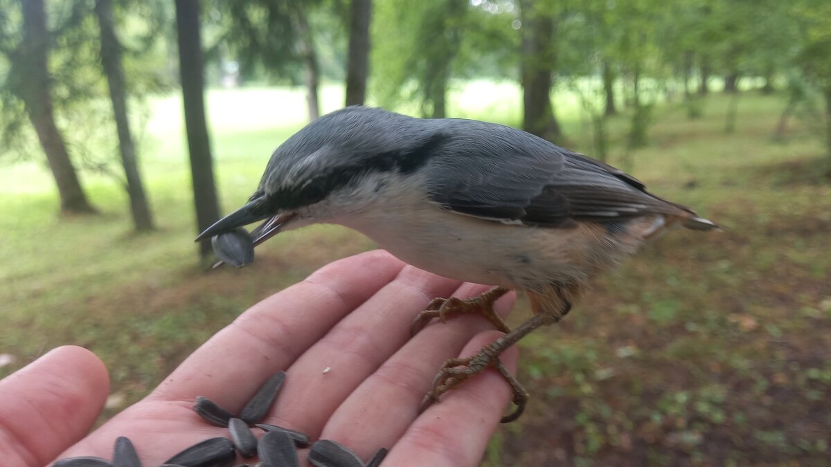 Поползень - Сапсан 