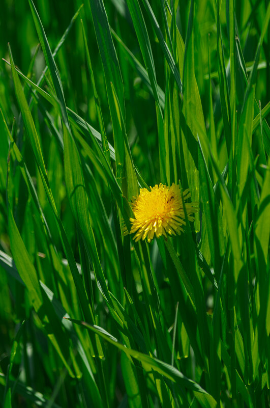 *** - Виктор Иванович Чернюк