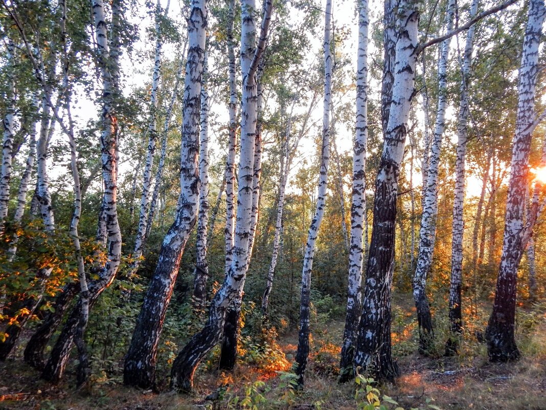 Красота берёзовых лесов! - Елена Хайдукова  ( Elena Fly )