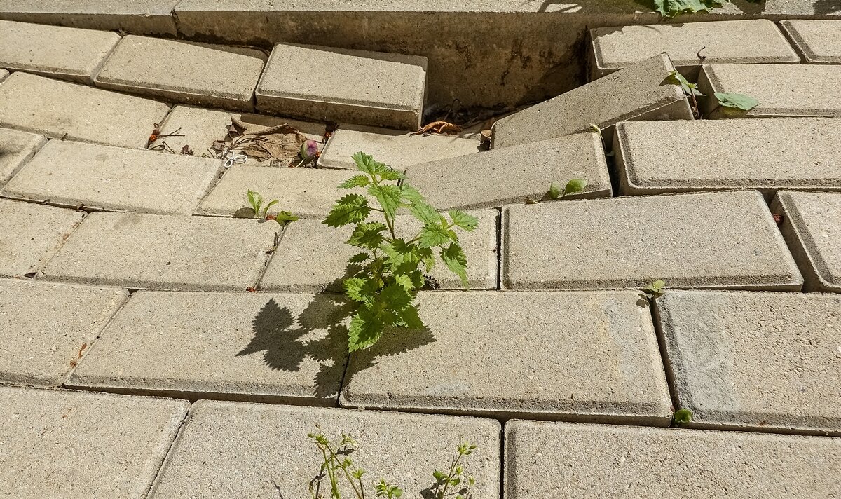 Природа победит - Валерий Иванович