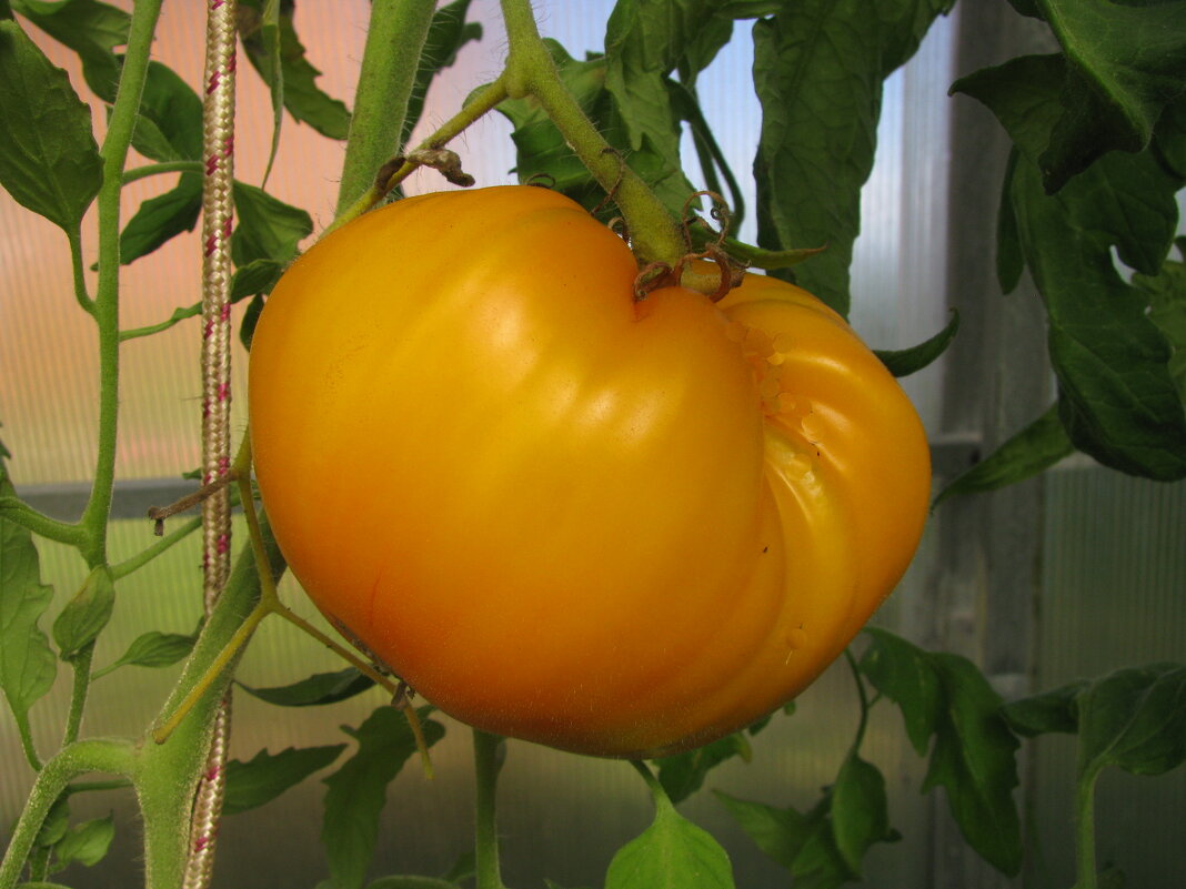 Вкусняшка - Людмила Смородинская