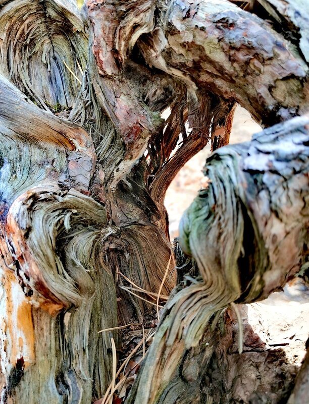 Мистический корень сосны - Любимова Ольга Мистический корень сосны - Любимова Ольга