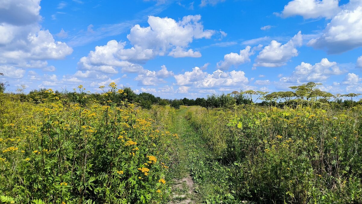 Августовский день. - Ольга 