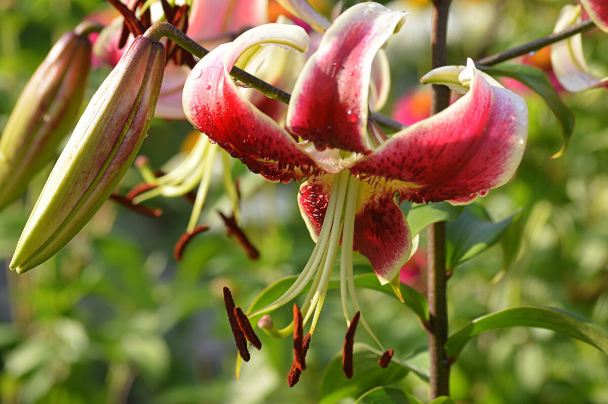 Поздняя лилия Шахерезада - Татьяна Лютаева