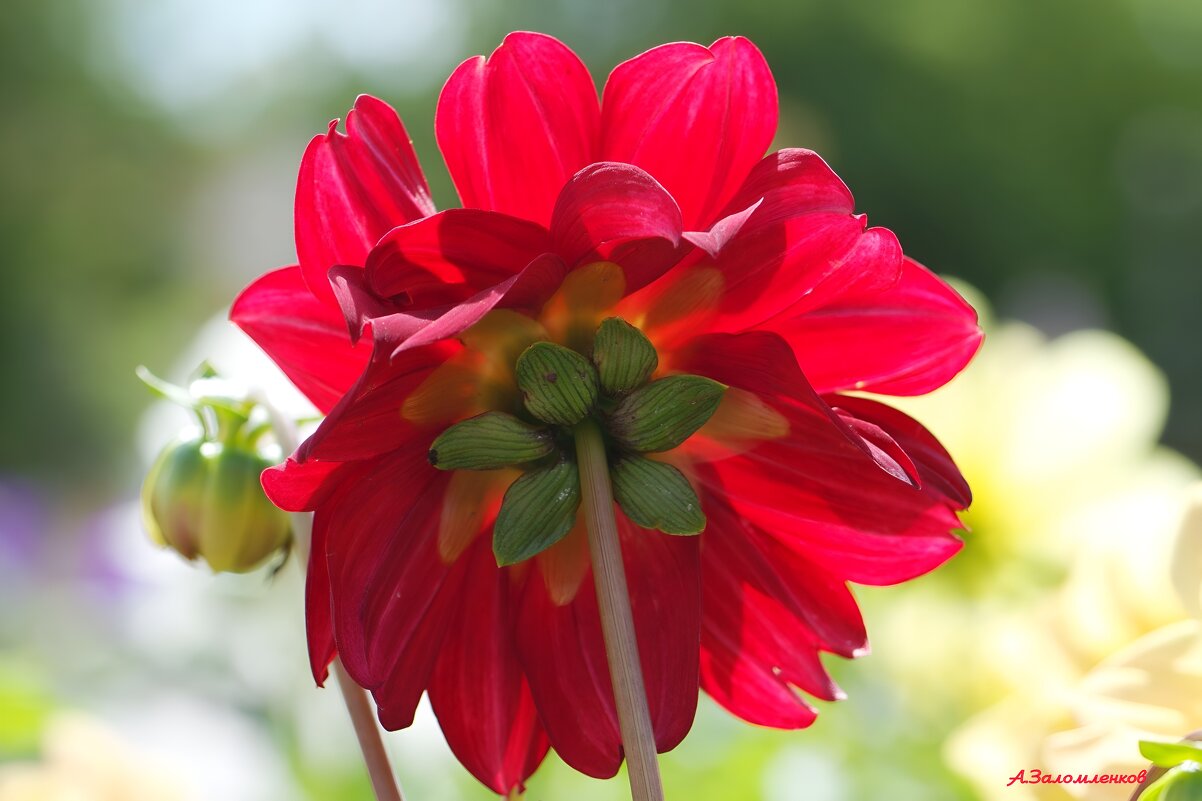 Краски августа... - Андрей Заломленков