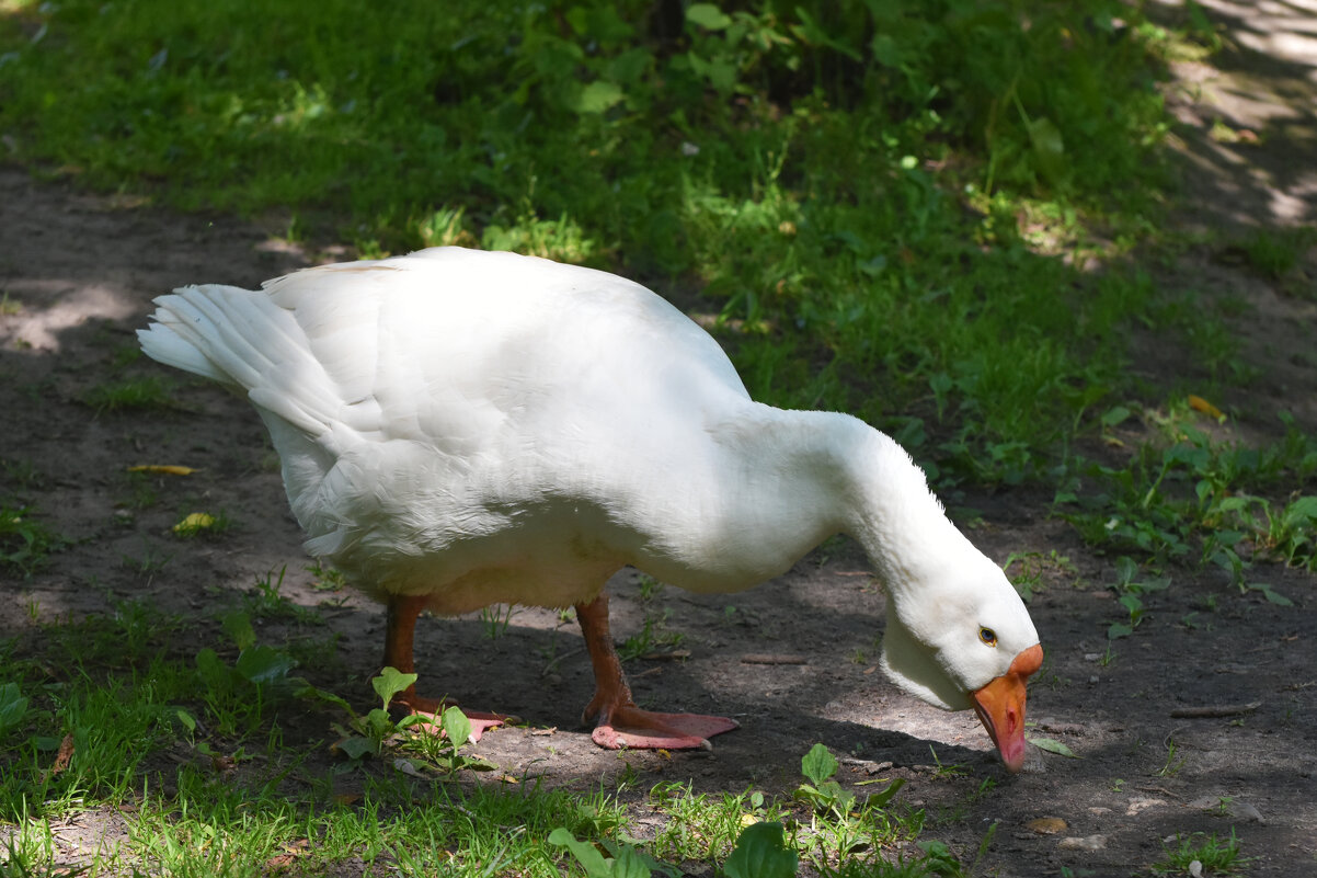 Москва. Сад будущего. Гусь белый... - Наташа *****