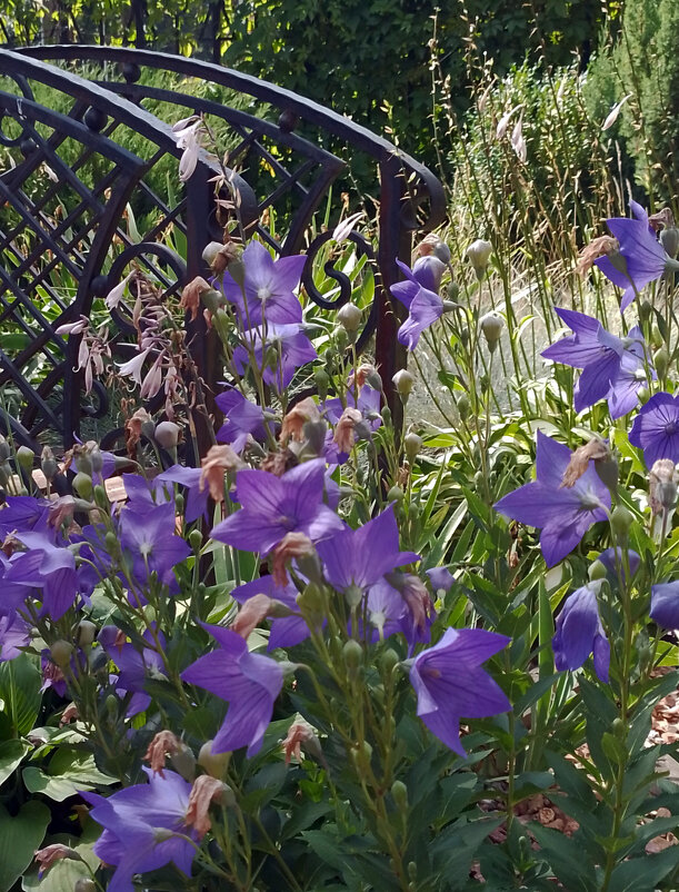 *** - Валентина Береснева