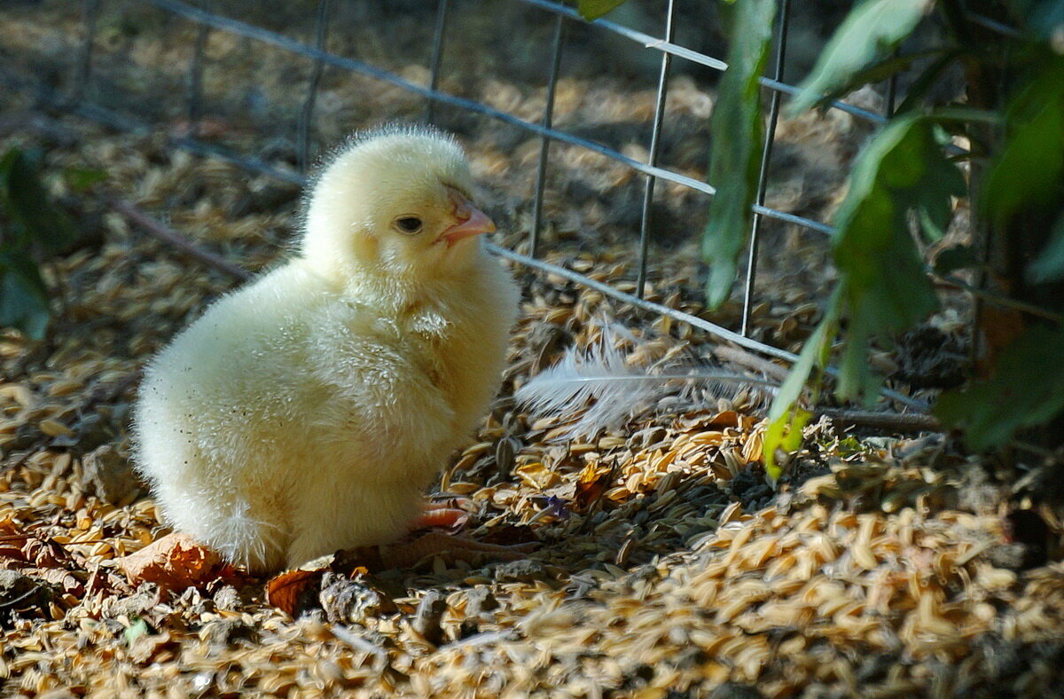 Про маленького цыплёнка... - Николай Саржанов