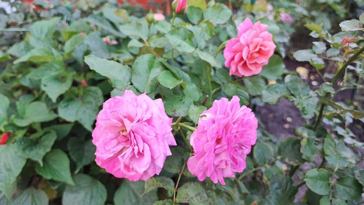 ,,, - Сергей Тимоновский