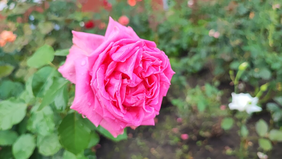 ,,, - Сергей Тимоновский