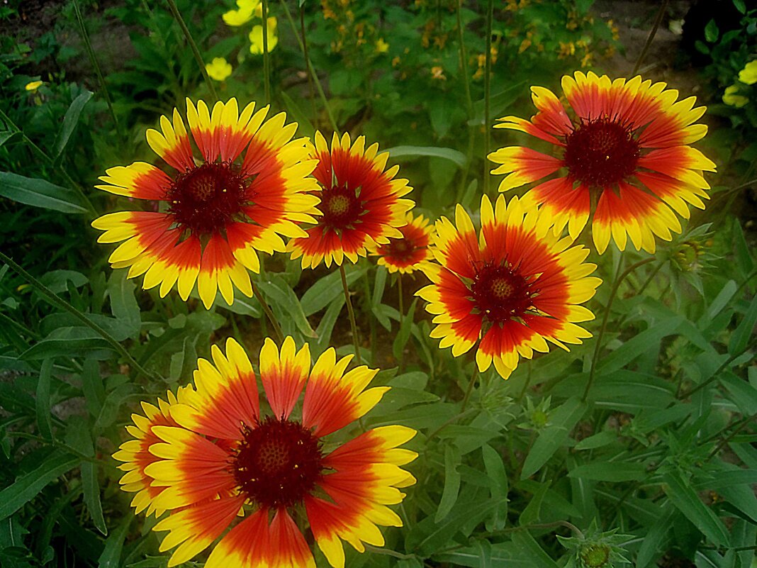 ***** - Елена Семигина