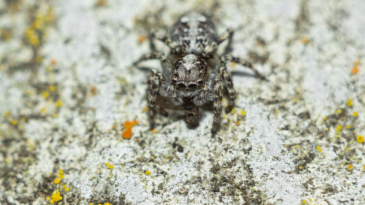 Jumping Spider | 14 - Sergey Sonvar
