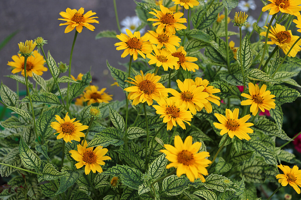 Гелиопсис - Светлана 