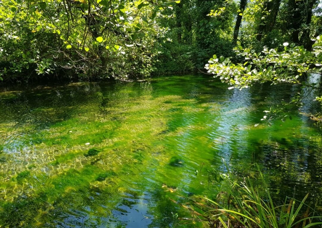 РЕЧКА - Tata Wolf