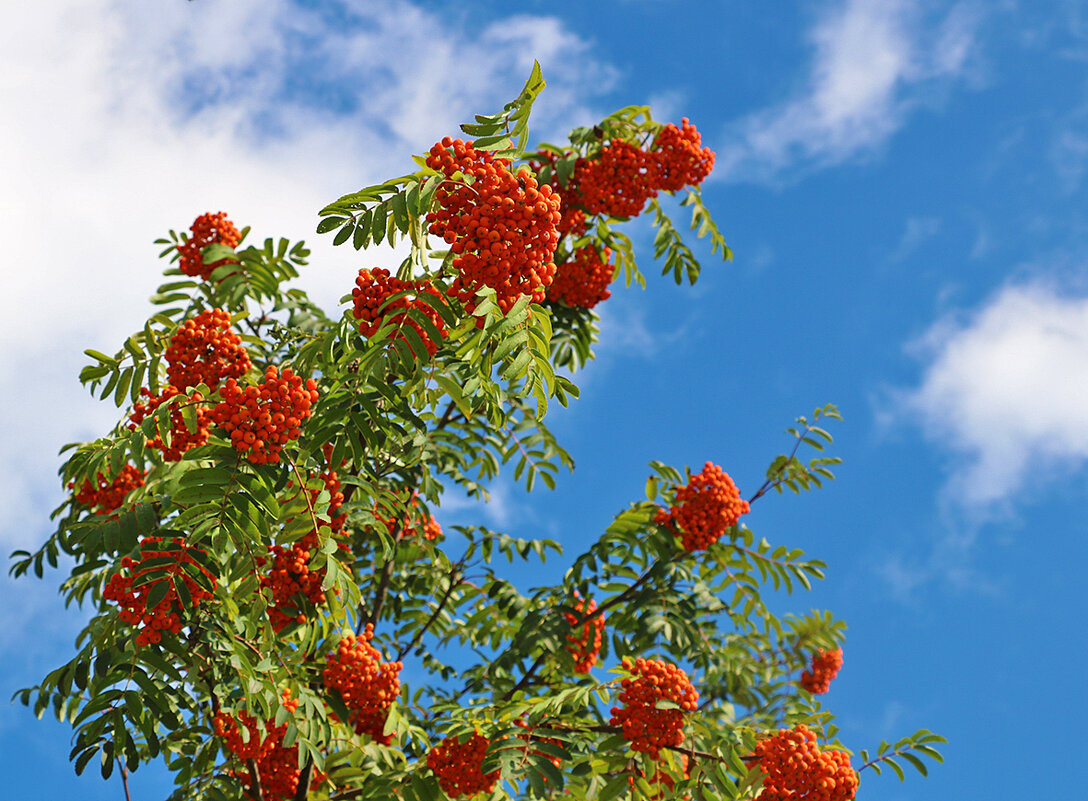 Рябина витает в облаках - Светлана 