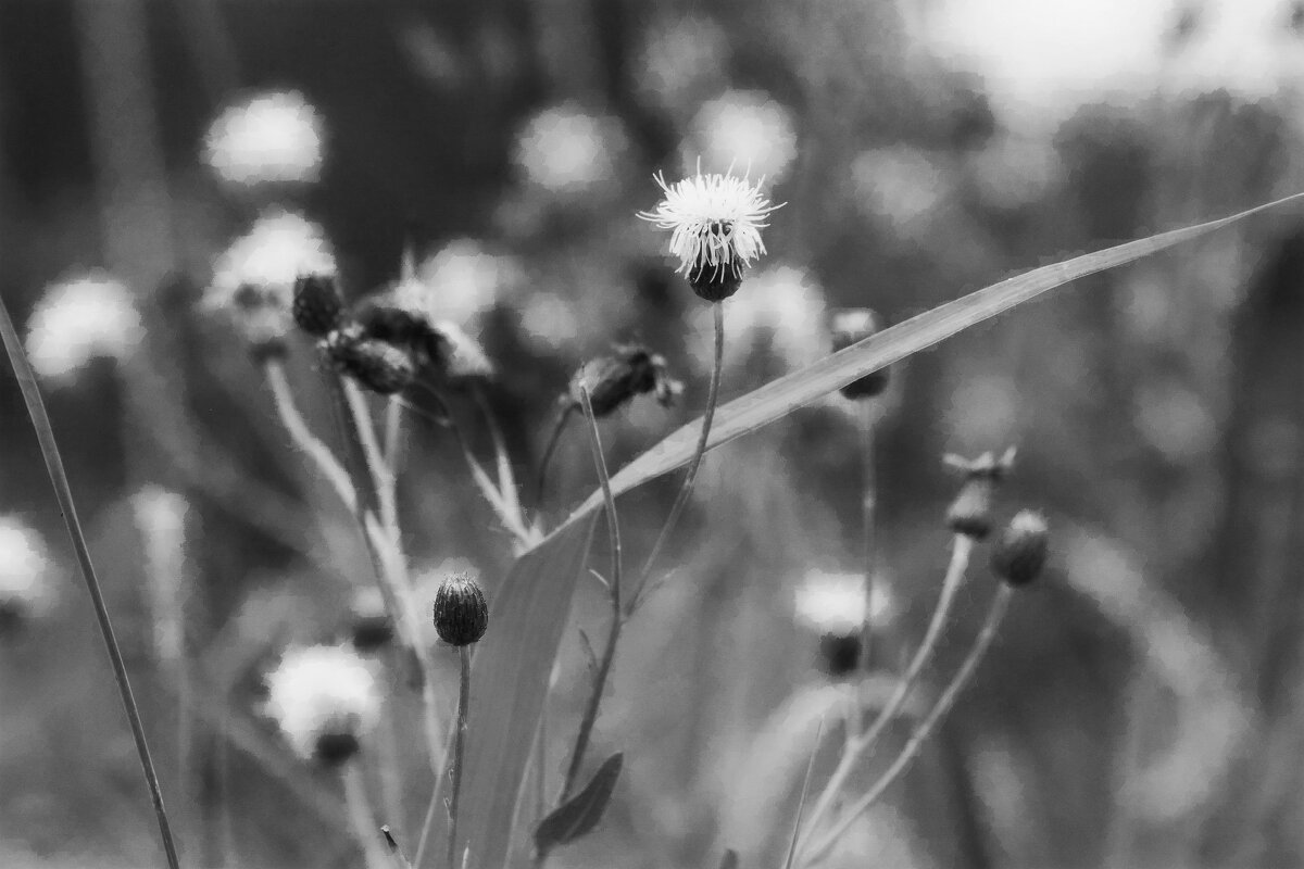 ---поле,русское поле---- - AL Reborn 