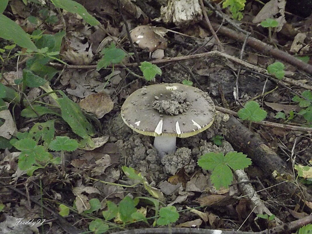 Грибочек - Freddy 97