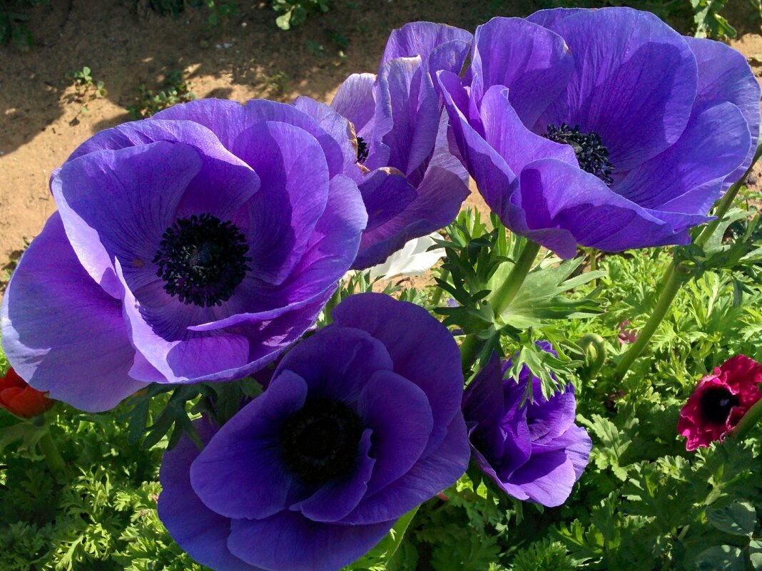 Ветреница корончатая - Светлана Хращевская Ветреница корончатая - Светлана Хращевская