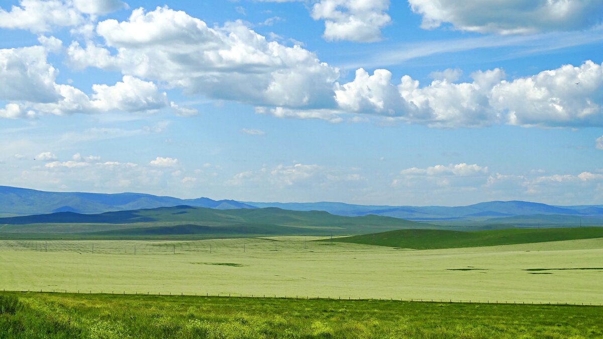 Гречиха посевная. - Николай Жуков Гречиха посевная. - Николай Жуков