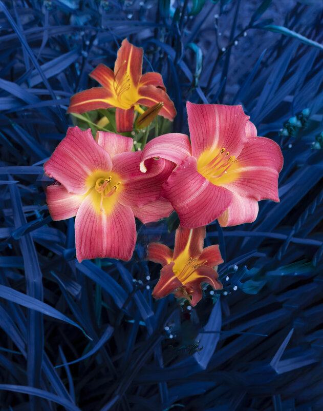 Лилейники - Евгений 