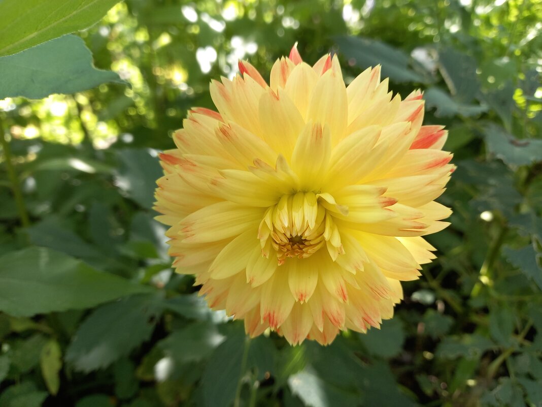 Красавец! - BoxerMak Mak