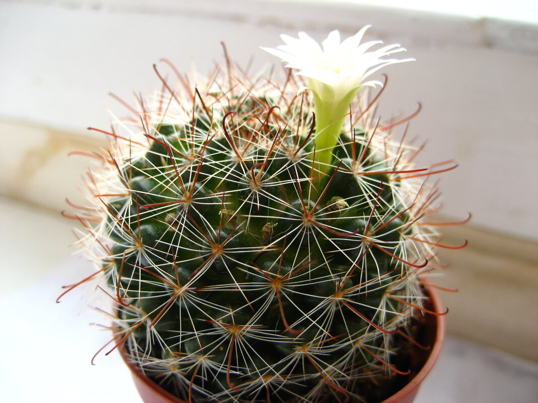 Сквозь дебри - Олег Иванов Сквозь дебри - Олег Иванов