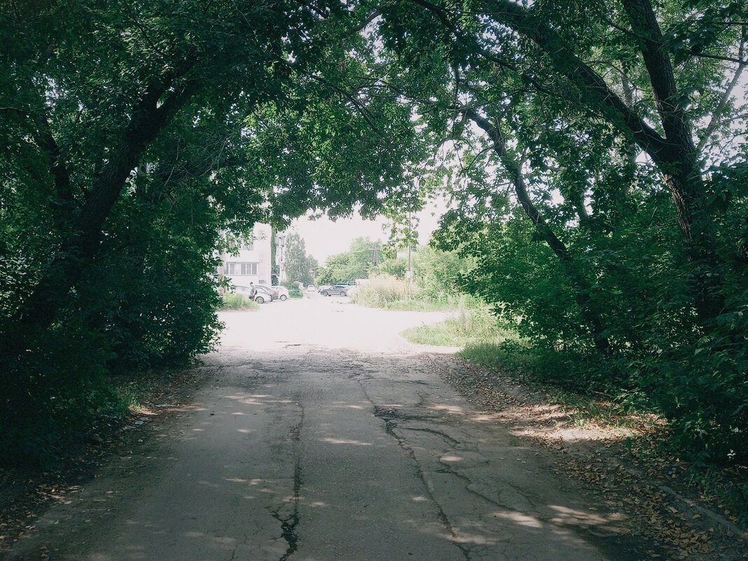 Лесные ворота. - Игорь Солдаткин