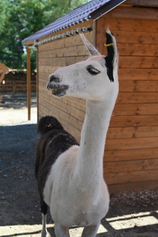 ... - Митяй Митрич