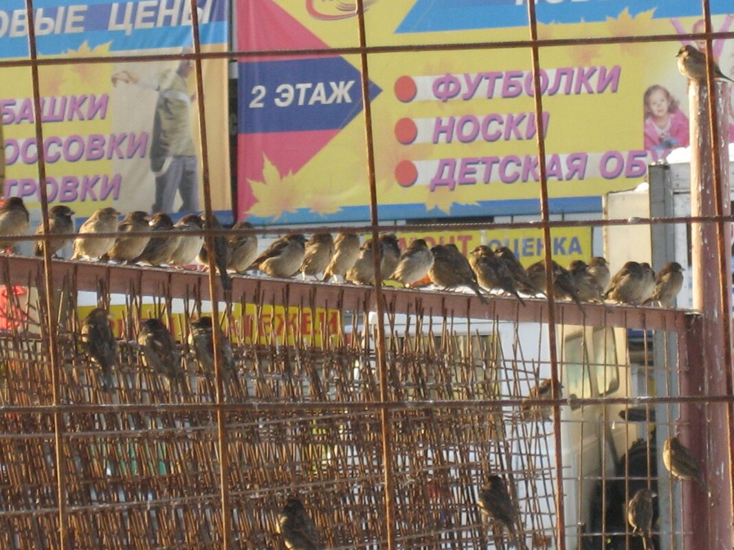 Общее собрание - Олег Иванов Общее собрание - Олег Иванов