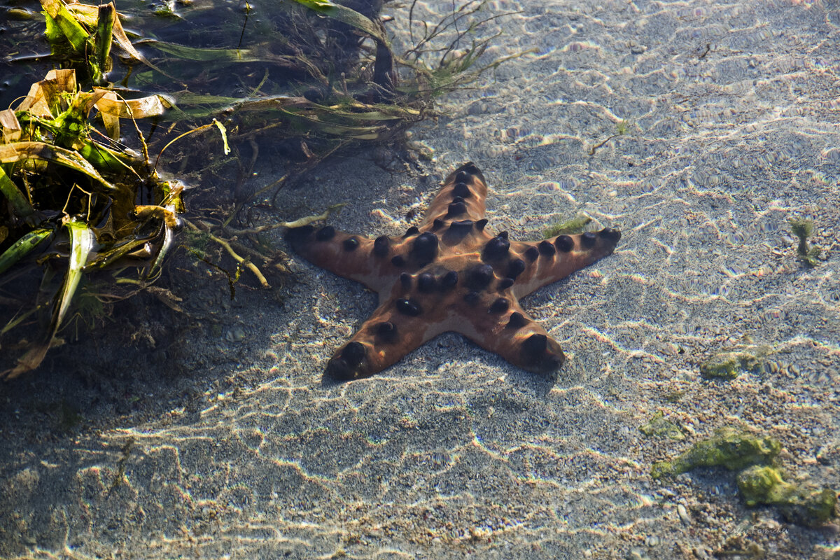 Звезда - Сергей Фомичев Звезда - Сергей Фомичев