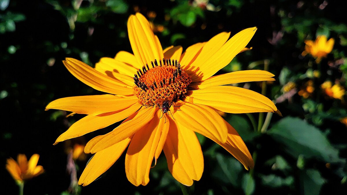 Вечерний свет - Hope Вечерний свет - Hope