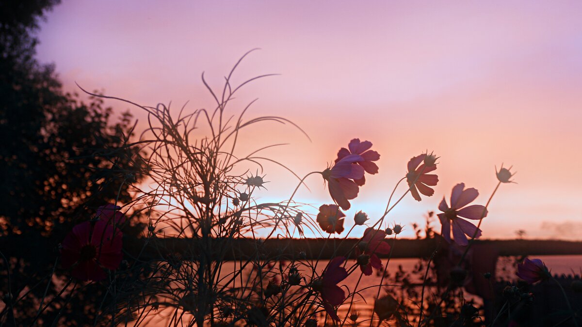 Космея - Марина 