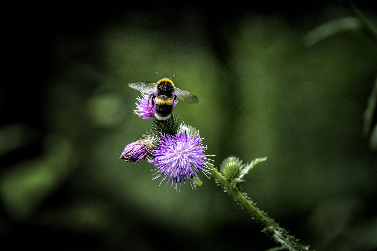 Билайн и колючка ;-) - Алексей Пышненко Билайн и колючка ;-) - Алексей Пышненко