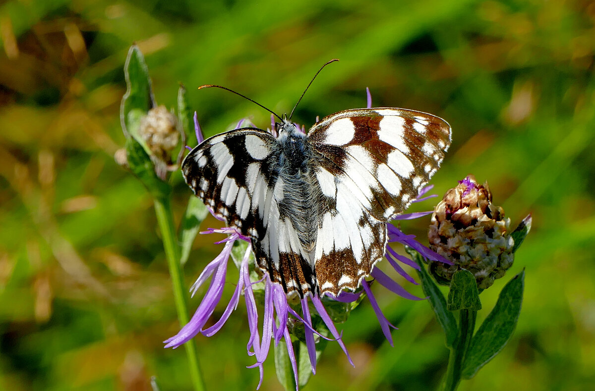 из снятого 1 августа 31 - Александр Прокудин из снятого 1 августа 31 - Александр Прокудин