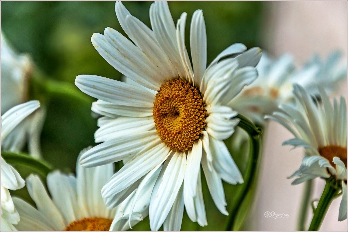 Ромашки - Aquarius - Сергей