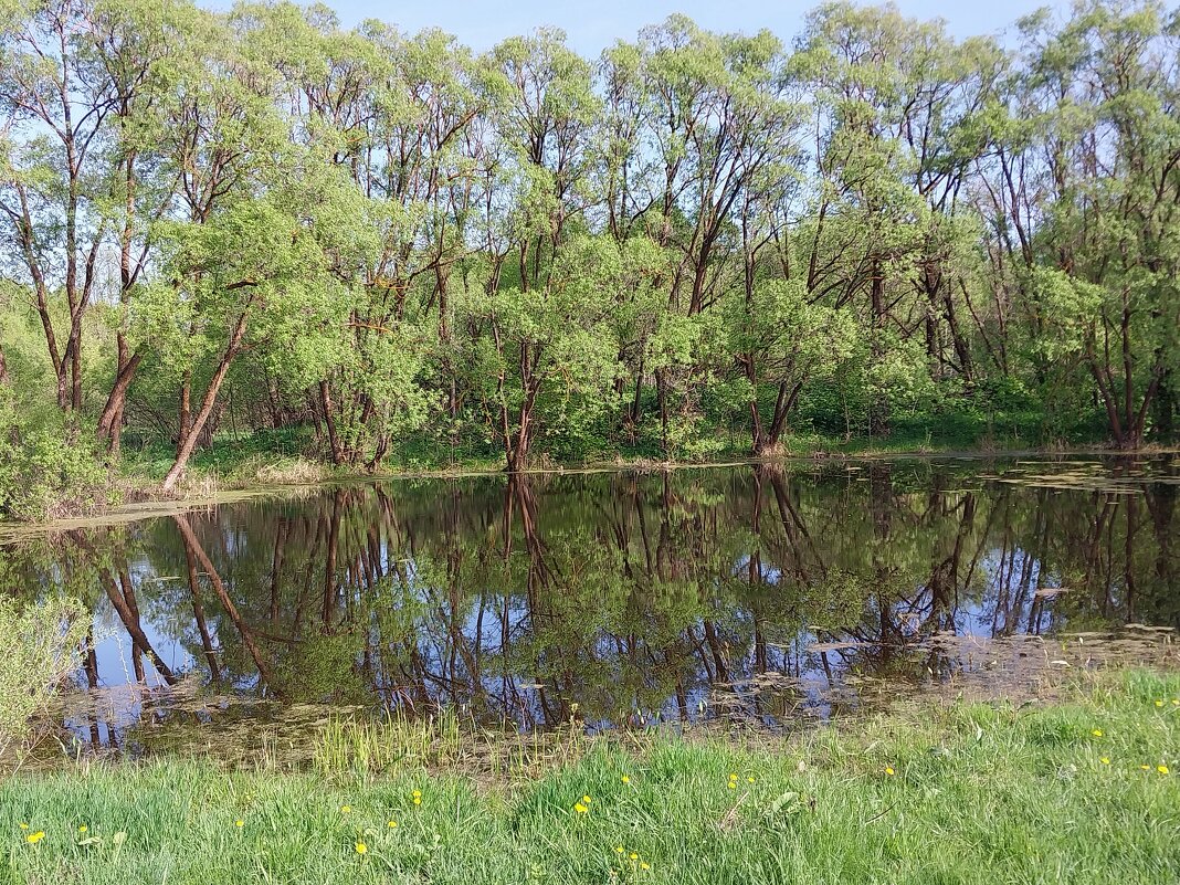 Пруд в Кобылинке - Tarka 