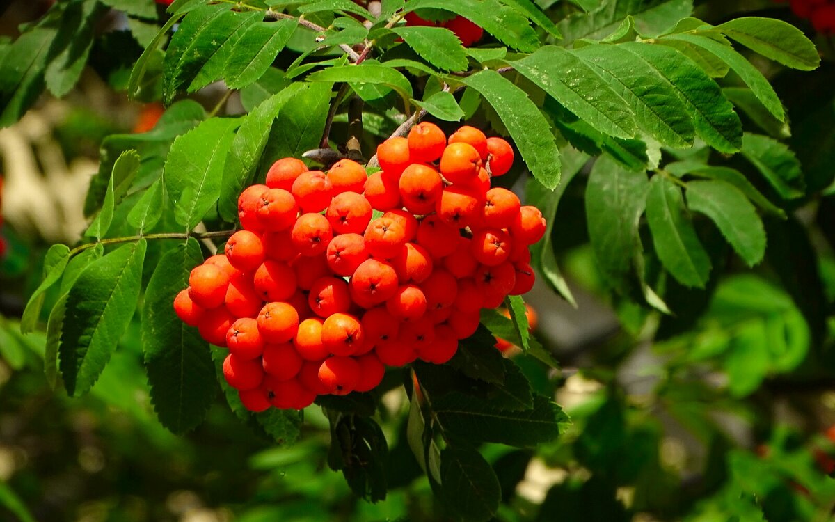 Созрела красная рябина. - Милешкин Владимир Алексеевич 