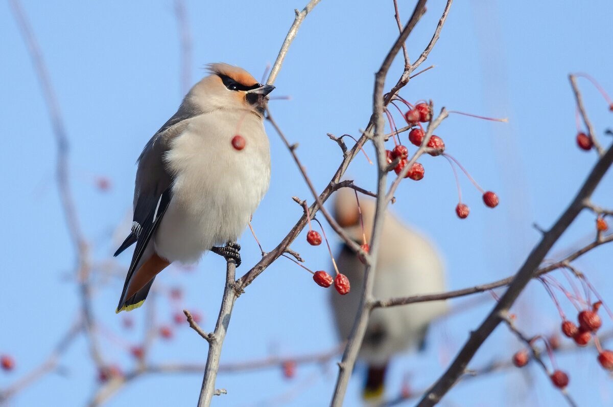 Свиристель - Виктор Иванович Чернюк
