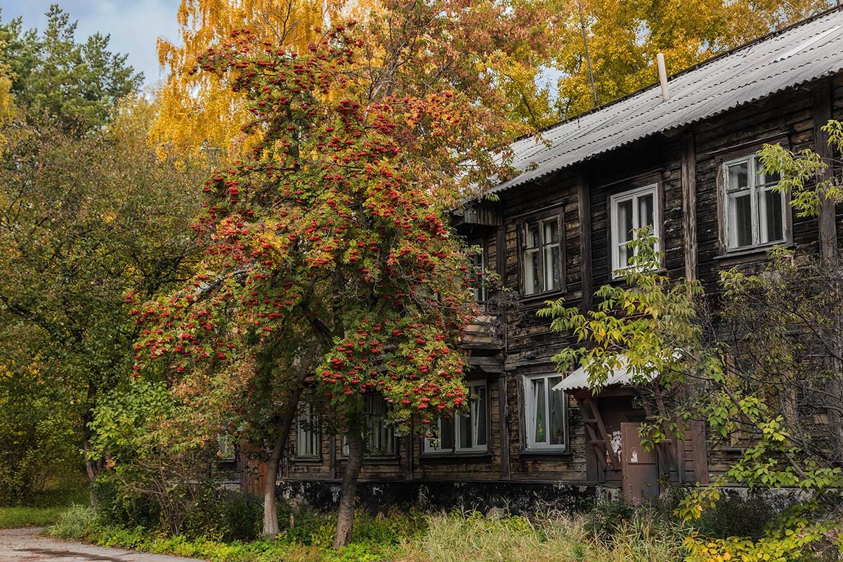 Рябина - SanSan 