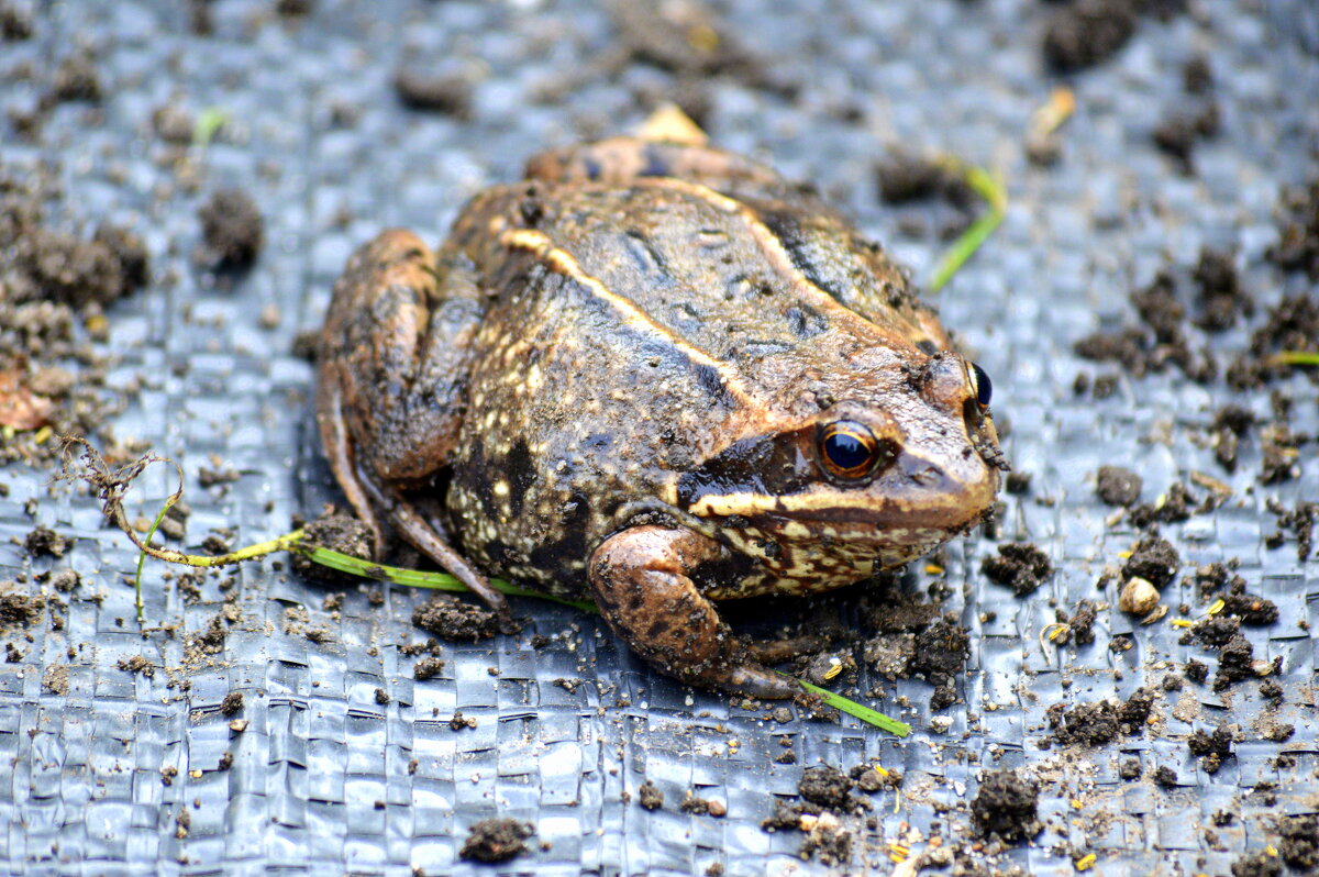 Вылезла из земли в огороде - Татьяна Лютаева